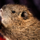 Image for article titled Is the Nutria, an Invasive Rodent Plaguing Wetlands, Cute or Not?